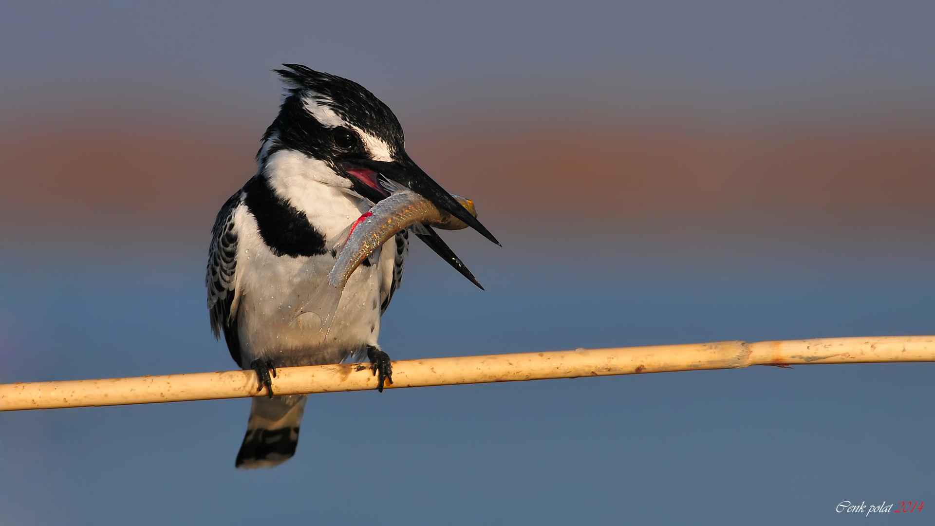 Pied Kingfisher